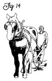 Figure 14: To develop a good team requires years of training, preferably begun when the animals are colts.